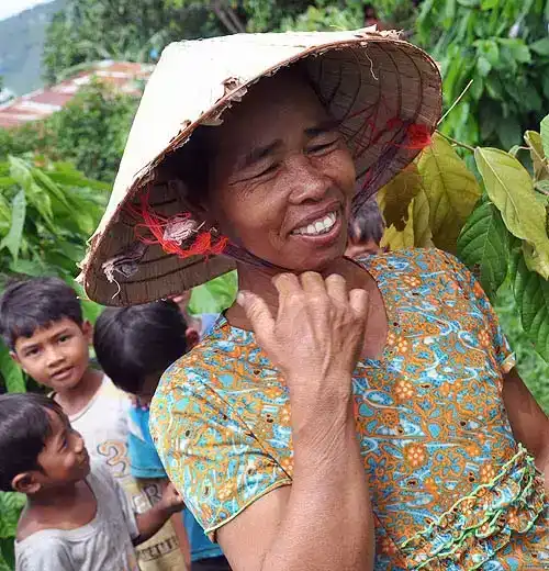 Kakaofrüchte am Baum