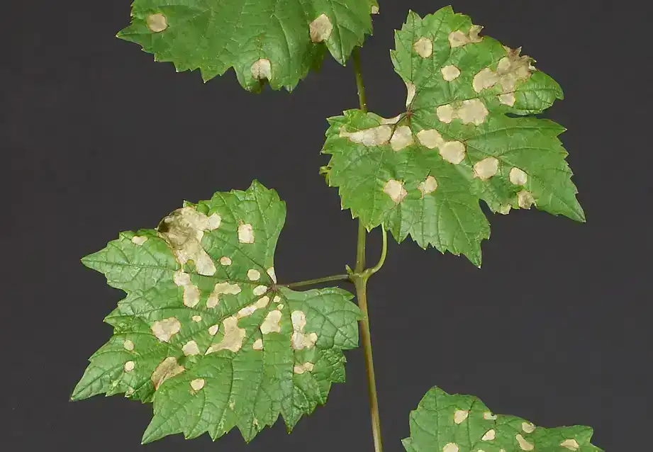 Frühling – Knospenaustrieb an der Rebe