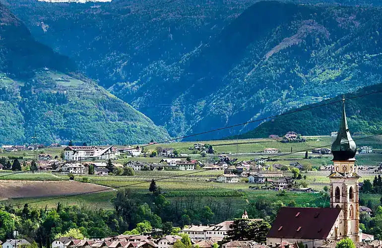 Winter – Rebstock in Ruhe